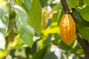 A very large yellow ripe cocoa in a Thai plantation But big ones, many seeds inside, green leaves...