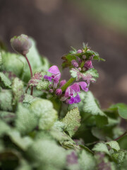 Closeup of the purple flowers of Lamium maculatum 'White Nancy'