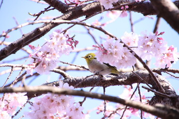 cherry blossom and a bird