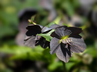 closeup of Lenten rose Helleborus x hybridus 'Blue Lady' in spring in the UK