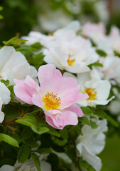 rosa nevada growing in summer garden