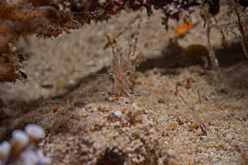 Commensal Shrimp, Palaemondiae (Cuapetes sp)