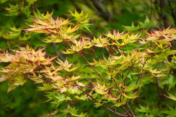Fototapeta premium Japanese Maple