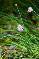 Chives