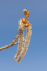 poplar buds against the sky