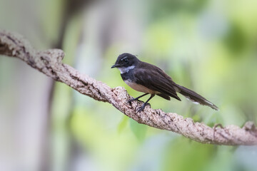 Pied Fantail bird (rhipidura javanica) perched on branch
