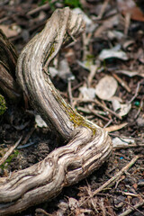 root of tree