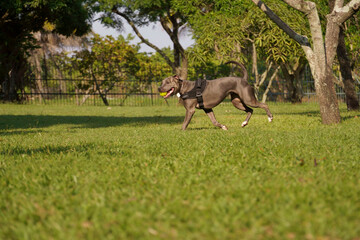 Pit bull dog playing in the park at sunset. Blue nose pitbull on sunny day and open countryside with lots of nature.