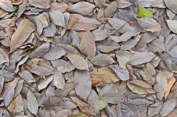 Detail pattern of dried brown leaf texture