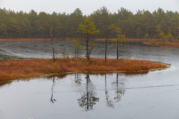 Swamp lake with trees. Estonia.
