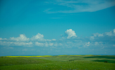 green field with yellows flower and sky