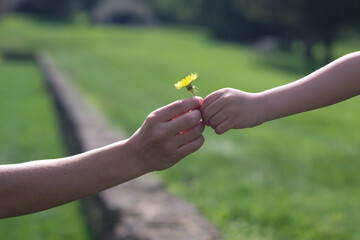 A child givinga dandelion flower to his mother