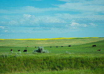 cows in a field