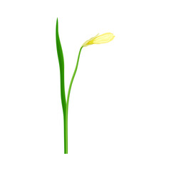 Flower Bud of Narcissus as Spring Flowering Perennial Plant on Leafless Stem Closeup Vector Illustration