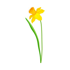 Narcissus as Spring Flowering Perennial Plant with Yellow Flower and Leafless Stem Closeup Vector Illustration