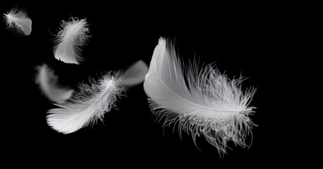 Lightly Fluffy White Feathers Floating in The Dark. Black Background.