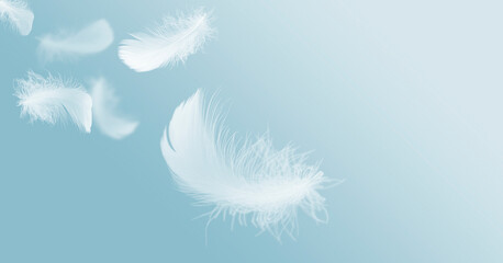 Light Fluffy White Feathers Floating in The Sky.
