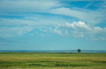 tree on a field