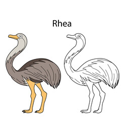 Funny cute animal rhea isolated on white background. Linear, contour, black and white and colored version. Illustration can be used for coloring book and pictures for children