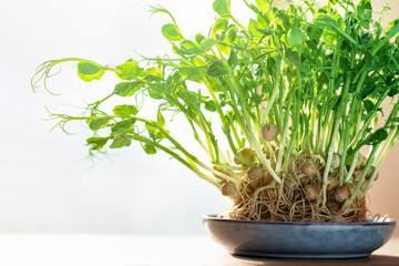 Micro greens superfood. Green peas sprouts close up in a bowl. Germination sprouting and healthy eating and living. Gardening at home kitchen concept. Microgreens food. Copy space banner