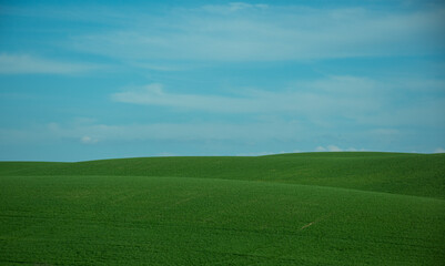 green field and blue sky