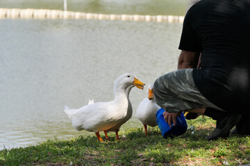 man feeding wild ducks