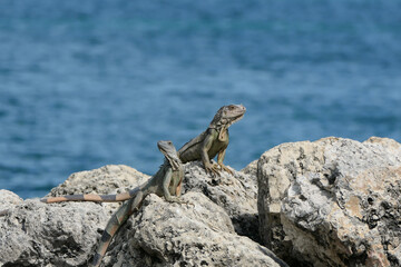 Lizards on rocks near ocean