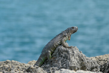 lizard on rock