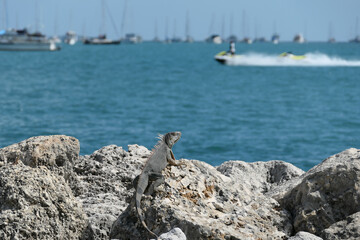 lizard in rocks watching boat 