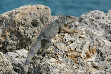 lizard on the rock