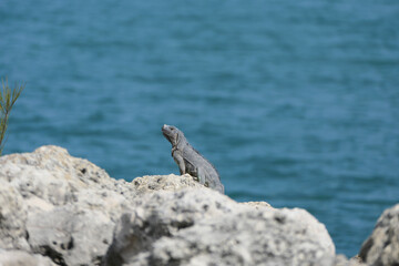 iguana on the rocks
