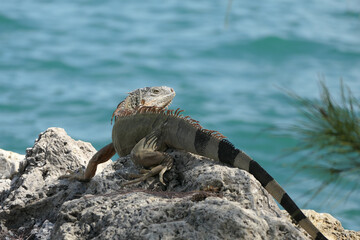 iguana on a rock