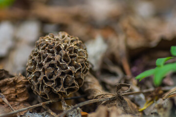 single large morel in the forest floor