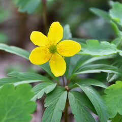 yellow wood anemone herbaceous perennial plant