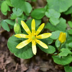 lesser celandine or pilewort  perennial flowering plant