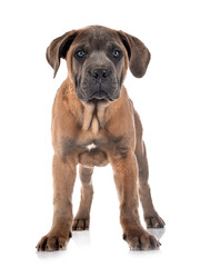 Obraz premium puppy cane corso