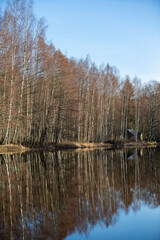 Reflecting forest on a river. Dramatic forest scenery.