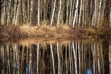 Reflecting forest on a river. Dramatic forest scenery.