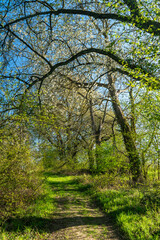 Waldweg im Frühling