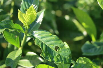 日差しをあびるレモンの葉