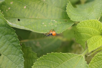 毛虫のフクラスズメの幼虫が葉を食べているところです