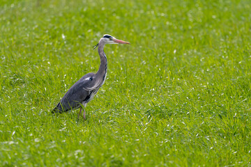 Naklejka premium Graureiher in Wiese