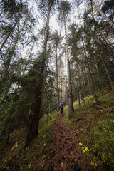 Mountain landscape. Misty forest. Natural outdoor travel background. Slovakia, Low Tatras, Demenovska hora and dolina vyvierania. Liptov travel. © Zedspider