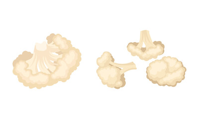Cauliflower with Edible White Flesh Used in Culinary Vector Set