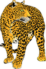 snarling face of a leopard painted by hand on a white background 