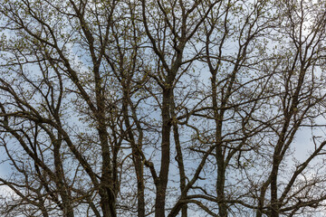 Quercus pyrenaica. Pyrenean oak trees with the first shoots of spring.