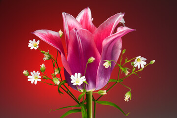 Spring flowers on a red background. Tulips and wild flowers.