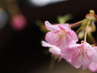 ピンクがあざやかな河津桜のクローズアップ写真