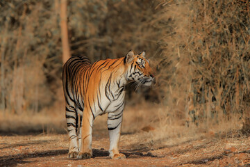 Fototapeta na wymiar Royal Bengal Tiger or Panthera Tigris walking head on