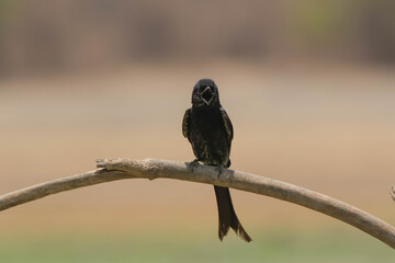 Black Drongo or Dicrurus macrocercus sitting on a branch